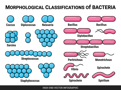 Bacteria Morphology Infographic: Various Shapes and Arrangements including Coccus, Bacillus, and Spirillum. Educational Microbiology Vector Chart for Science and Medicine.