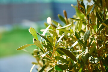 Fototapeta premium Close up of green olive tree with blurred background. Houseplant with green leaves in warm natural light . Concept of home interior and indoor gardening