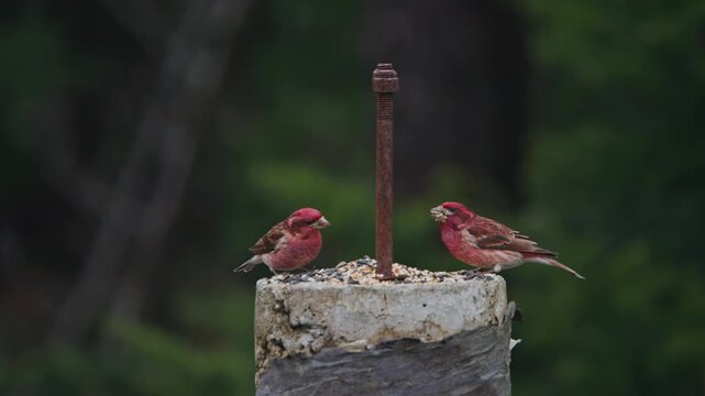 Close-up of an adult male eastern Purple Finch in fresh spring plumage perched on a tree branch in Nova Scotia, Canada. Bird displays erect crest with vibrant raspberry-red head and detailed feathers 