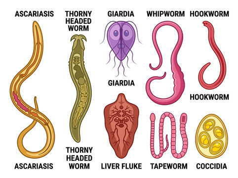Educational Medical Illustration of Common Human and Animal Parasites including Tapeworm, Hookworm, Giardia, Liver Fluke, and Ascariasis Vector