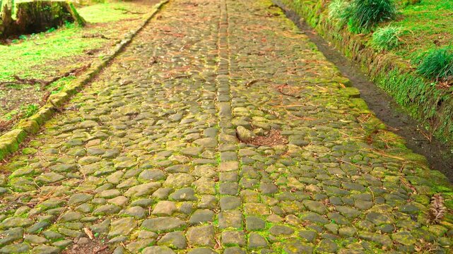 Old cobblestone path with moss and scattered leaves.