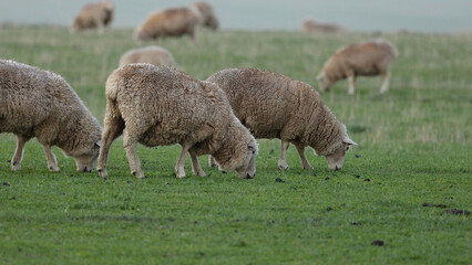Flock of Domestic Sheep Grazing on Lush Green Grassland © blueringmedia