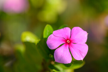 Fototapeta premium Beautiful pink flower blooming in a lush garden during the warm afternoon sun