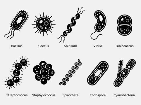 Types of Bacteria Shapes and Structures Icon Set: Bacillus, Coccus, Spirillum, Vibrio, Streptococcus, and Staphylococcus Microbiology Infographic