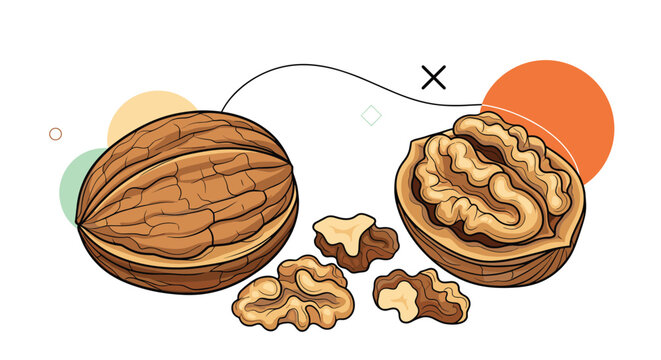 Detailed illustration of whole and cracked walnuts showcasing the textured shells and nutritious nut meats against a simple background.
