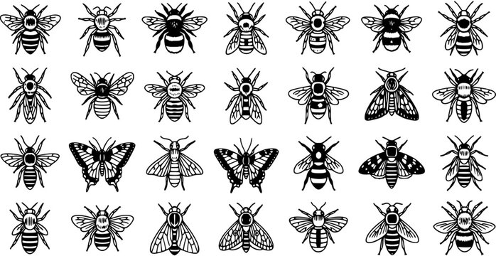 Nature Insects Black and White Line Art. Vector Collection of Bees, Butterflies, Wasps, and Moths for Biology, Entomology, and Environmental Design.