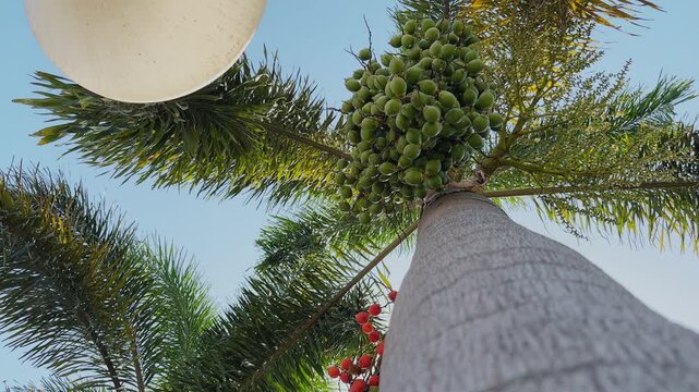 Low angle view of a foxtail palm with dense green fruit clusters and feathery fronds radiating outward, sunlight illuminating the textured trunk against a clear blue sky.