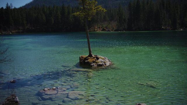Rocky island with pine tree in the turquoise Hintersee lake in Berchtesgaden, alpine nature view.