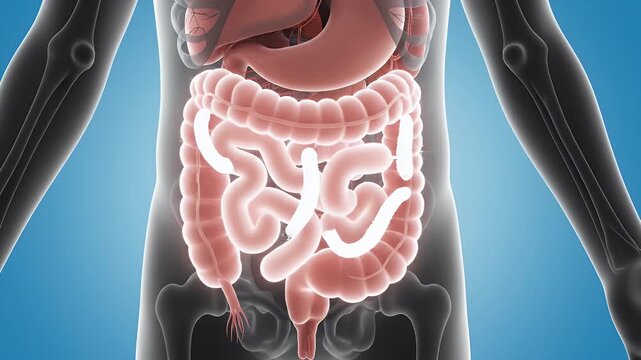 Medical animation showing intestinal parasites in the human body