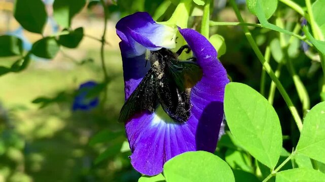 Large Black Tropical Carpenter Bee Covered in Pollen Collecting Nectar from a Vibrant Blue Butterfly Pea Flower