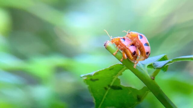 Podontia Affinis Flea Beetles Mating with Visible Male Genitalia and biological reproductive interaction on Ambarella Green Stem