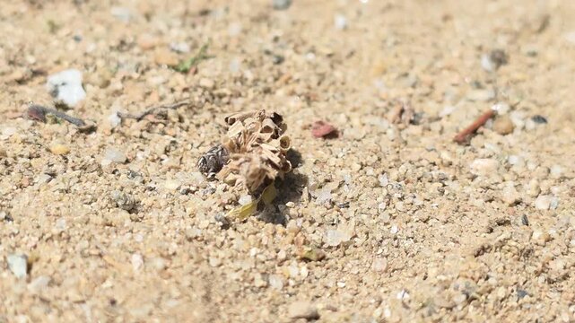 

Macro shot of a Bagworm moth larva crawling with its protective case #003
