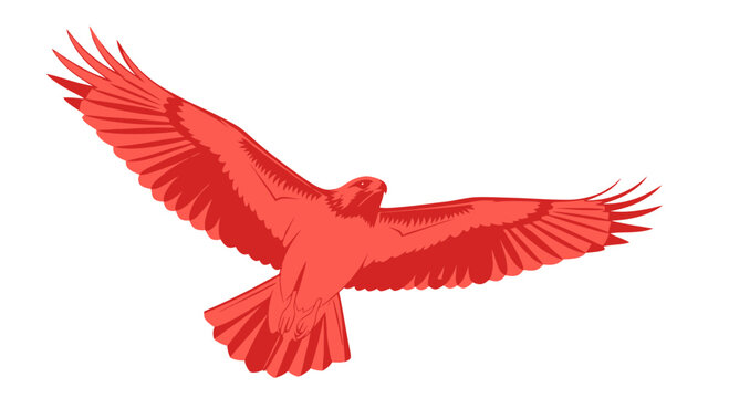 Red Hawk Bird Flying Open Wings Isolated on White Background