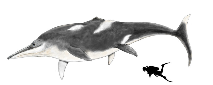 ジュラ紀の大型魚竜類テムドントサウルスの復元想像図。体色を黒主体に変更を加えたもの。