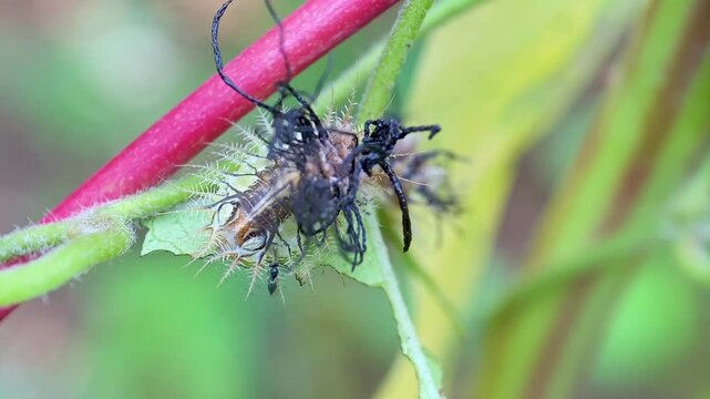 Macro Video of Tortoise Beetle Larva Brandishing and Waving Its Fecal Shield to Deter and Repel Parasites