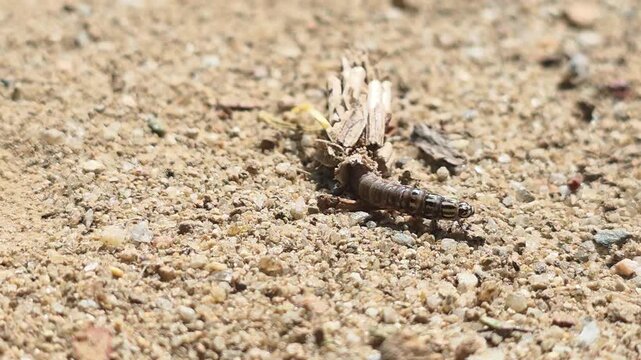 

Macro shot of a Bagworm moth larva crawling with its protective case #004

