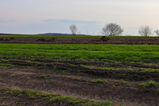 ​An agricultural field with bright stripes of young winter crops and freshly plowed soil under an evening sky. This spring landscape showcases the start of field work and fertile soil, highlighting th