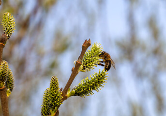 A honeybee diligently gathers the first spring nectar from fluffy willow catkins against a soft blue sky. This moment of nature's awakening symbolizes the beginning of warmth and the tireless work of  © Олег Струс