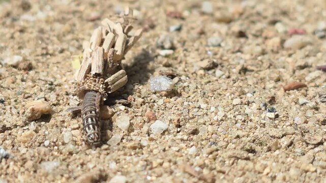 

Macro shot of a Bagworm moth larva crawling with its protective case #006

