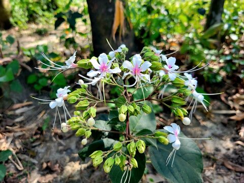 The flower of Clerodendrum infortunatum ,the plant also known as bhat or hill glory bower, is a perennial shrub belonging to the family Lamiaceae