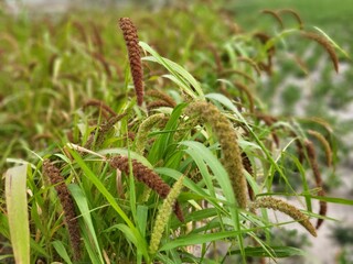 Fototapeta premium Foxtail millet scientific name Setaria italica (synonym Panicum italicum L.), crops field growing in sandy soil of riverside