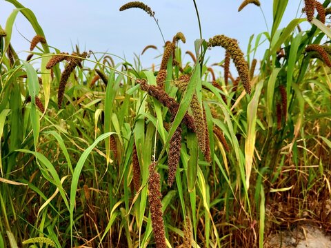 Foxtail millet scientific name Setaria italica (synonym Panicum italicum L.), crops field growing in sandy soil of riverside