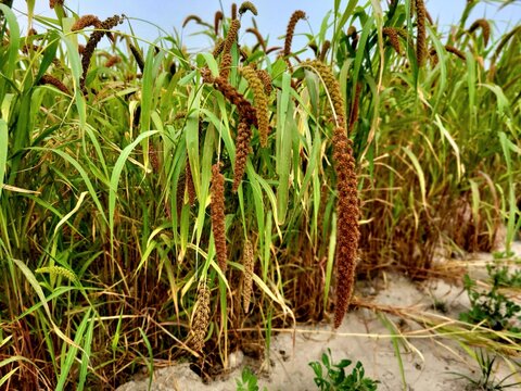 Foxtail millet scientific name Setaria italica (synonym Panicum italicum L.), crops field growing in sandy soil of riverside