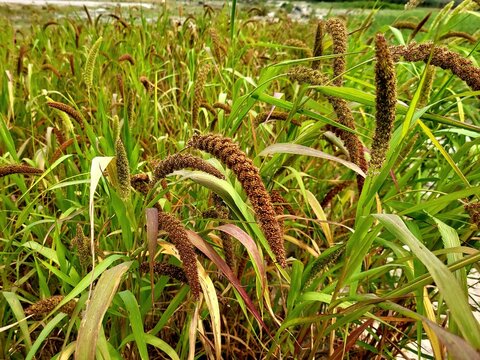 Foxtail millet scientific name Setaria italica (synonym Panicum italicum L.), crops field growing in sandy soil of riverside
