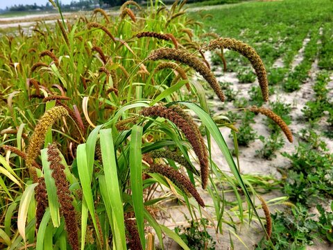 Foxtail millet scientific name Setaria italica (synonym Panicum italicum L.), crops field growing in sandy soil of riverside