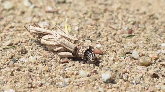 

Macro shot of a Bagworm moth larva crawling with its protective case #008

