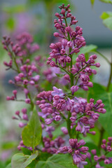Obraz premium Close Up of Common Lilac Blooms on Branch Syringa Vulgaris