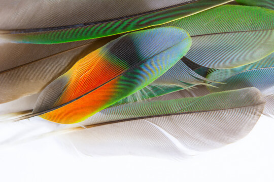 Beautiful colorful group parrot feather pattern texture luxury for background with copy space