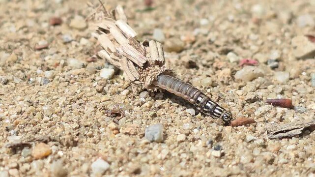 
Macro shot of a Bagworm moth larva crawling with its protective case #009


