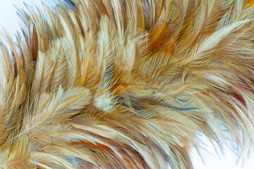 Beautiful  eagle  chicken feather pattern texture background © nadtytok28