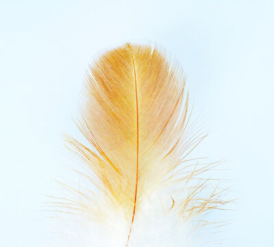 Beautiful  feather isolated on white background