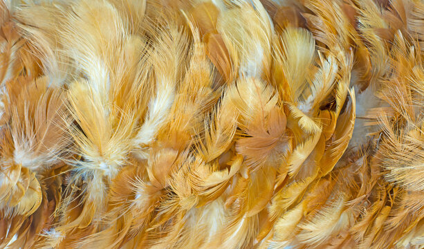 Beautiful  eagle  chicken feather pattern texture background
