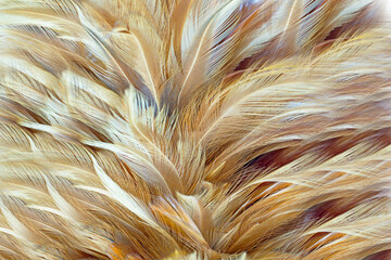 Bohemian boho style vintage color trends ,Chicken feather texture background © nadtytok28