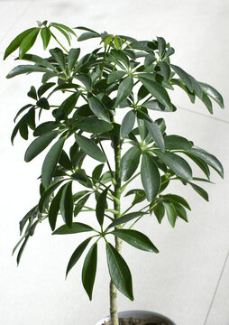 It is a potted Schefflera arboricola placed against a white background.
