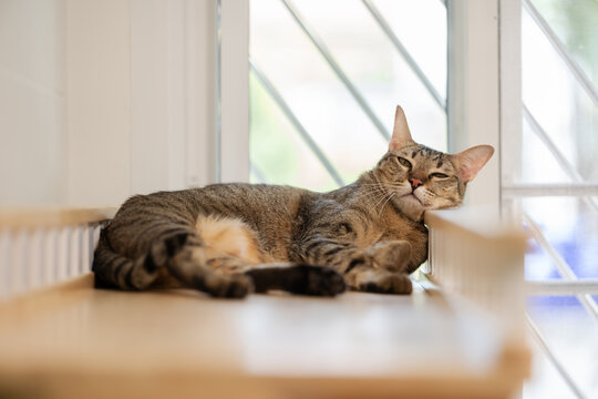 tabby cat sleeping on a modern wooden cat climber, cat tree tower