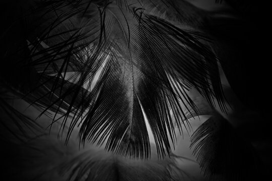 Beautiful black swan crow feather pattern texture background