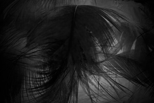 Beautiful black swan crow feather pattern  texture background