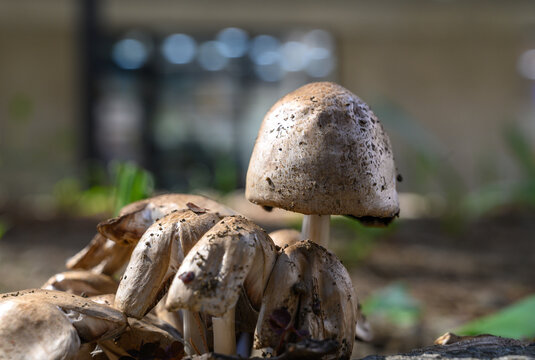 Mushrooms resembling Coprinopsis atramentaria in natural forest environment
