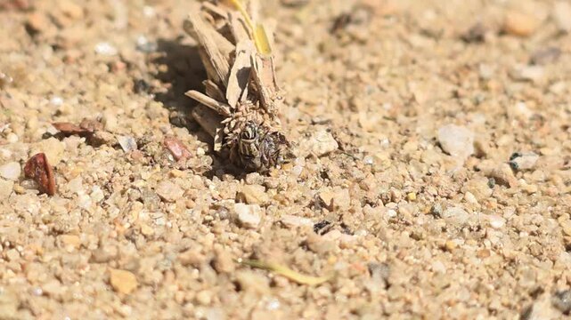 

Macro shot of a Bagworm moth larva crawling with its protective case #011

