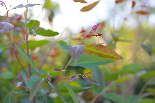 Young, bright green eucalyptus foliage