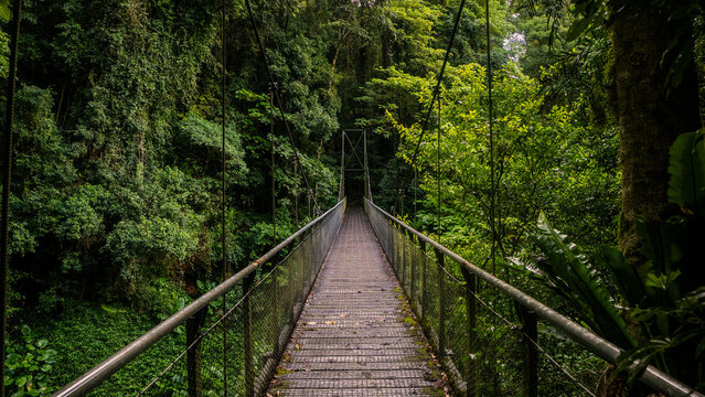 Rainforest, Dorrigo National Park, New South Wales, Australia