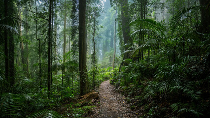 Obraz premium Rainforest, Dorrigo National Park, New South Wales, Australia