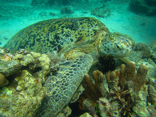 Fototapeta premium green sea turtle endangered coral reef