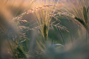 Obraz premium An ear of rye or wheat in the field.
