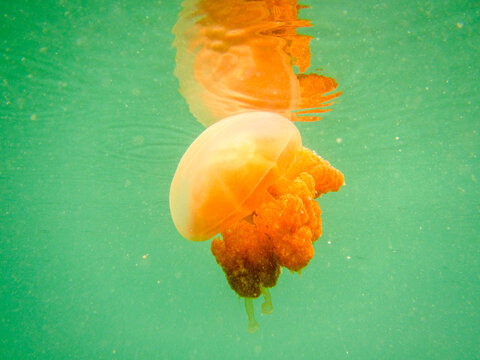 stingless jellyfish in Palau Jellyfish Lake