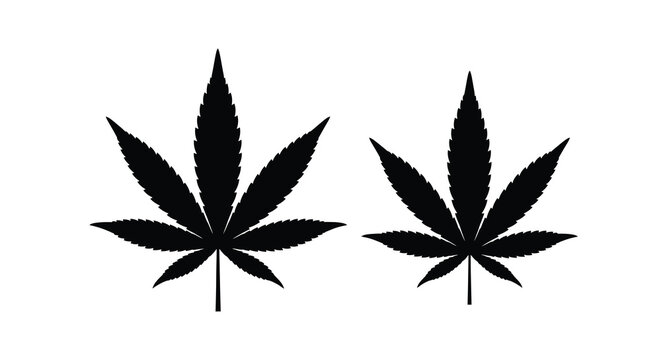 Cannabis leaf silhouette on white background high quality